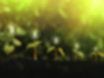 growing-seedind-money-start-up.jpg