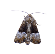 20250820_222557 (1)_edited.png