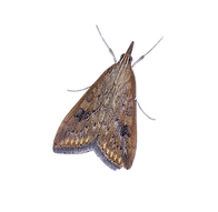 Udea ferrugalis_edited.png