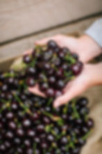 Newton Orchards Cherries