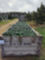 Newton Orchards Avocados