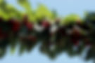 Newton Orchards Cherries