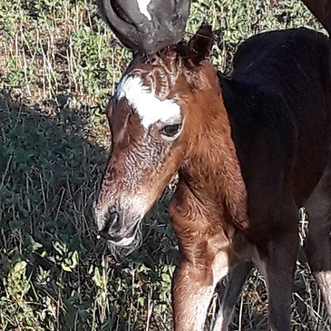 Cornerstone Shetlands and Show Event Planners