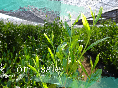 2023年新茶の販売が始まりました!