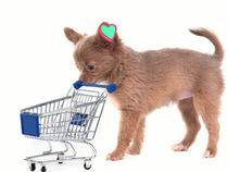 Tenencia Responsable 