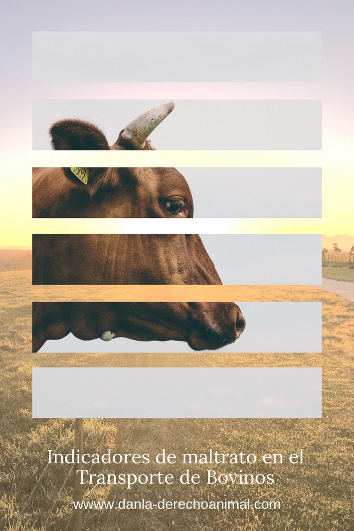 El dA ante los Indicadores de Maltrato en el Transporte de Bovinos