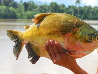 Tambaqui pode ter pesca proibida no Brasil e medida preocupa produtores do Acre