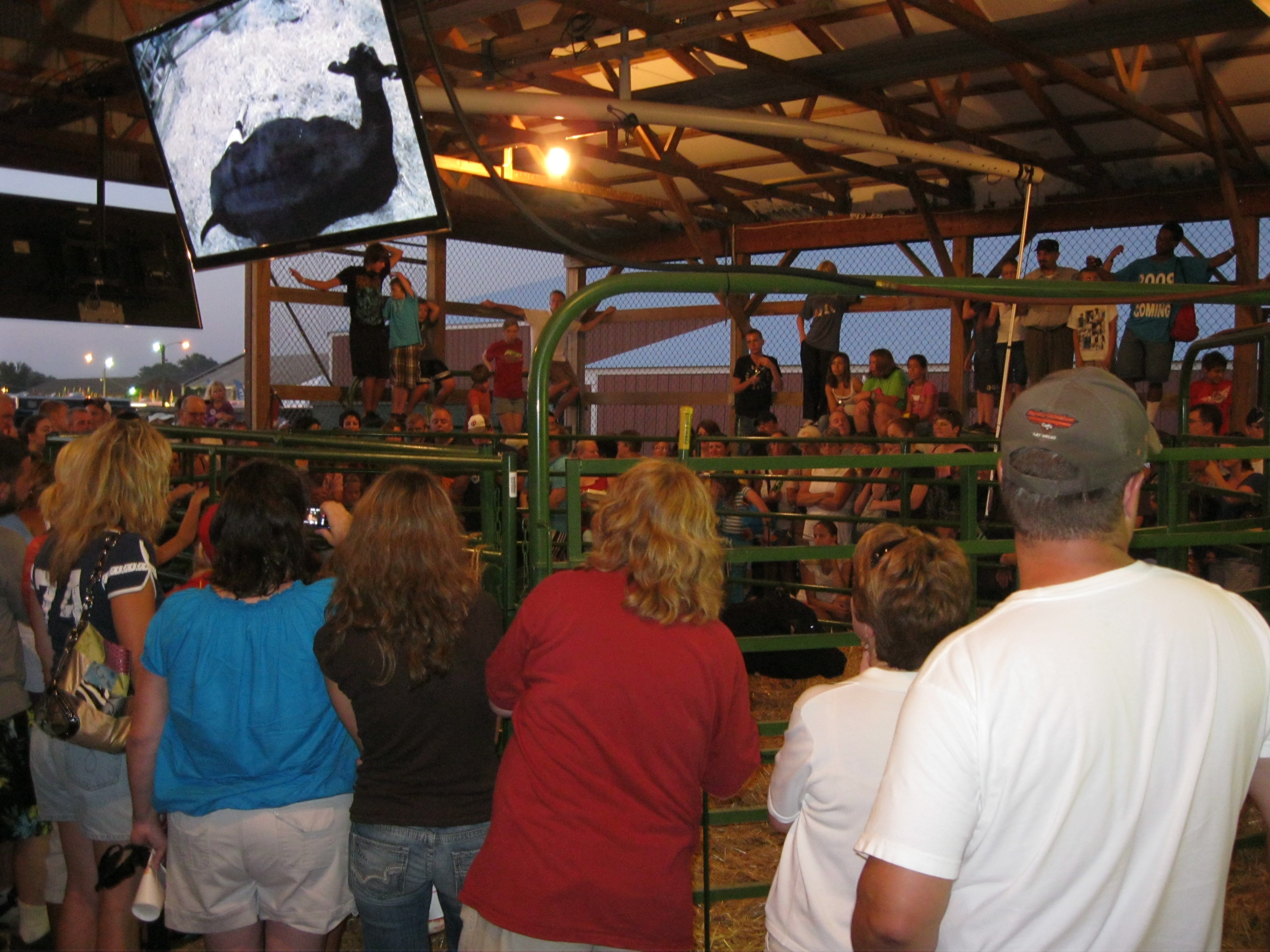 Dairy Farms Minnesota United States Garlindairy