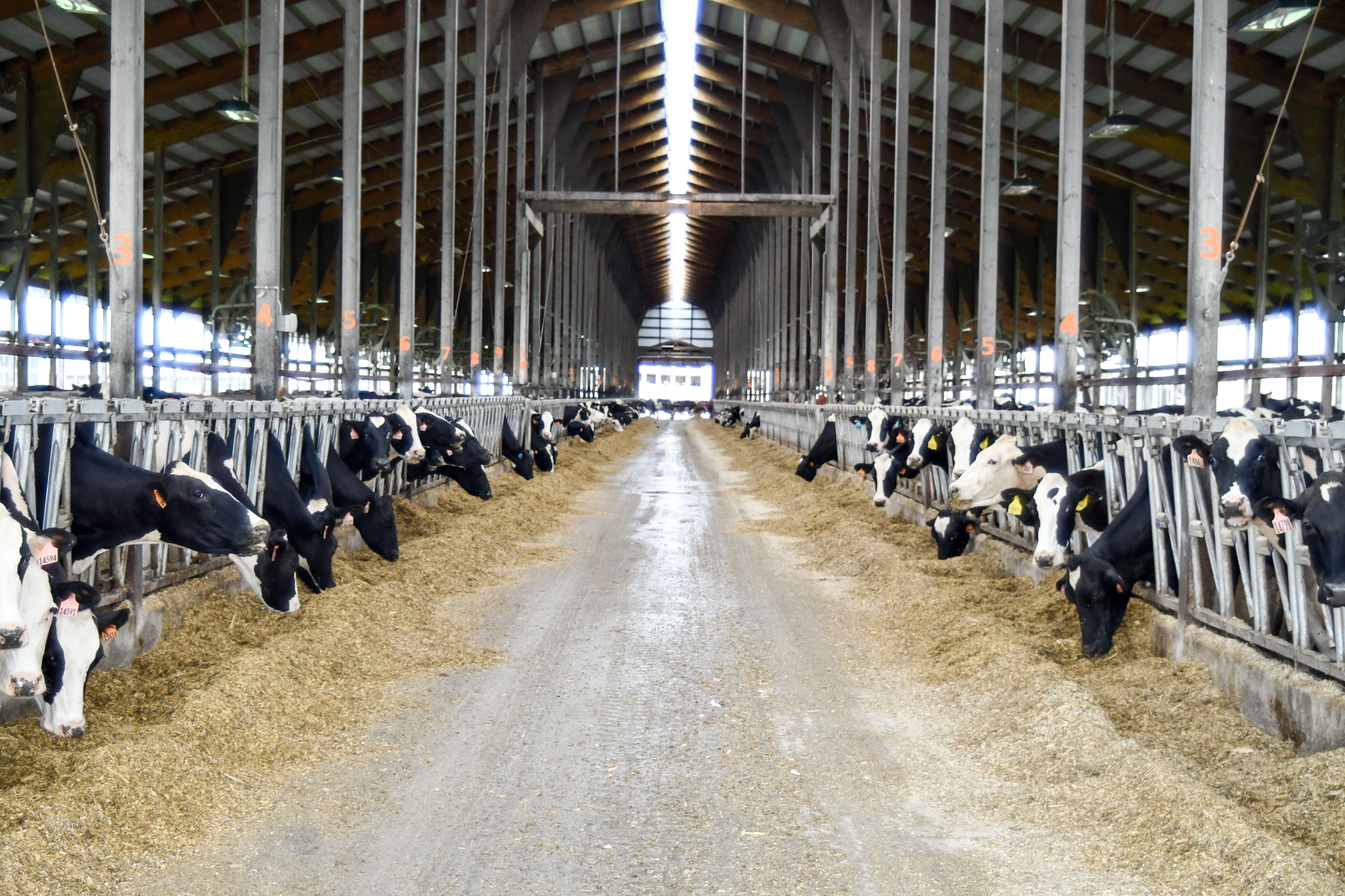 Dairy Farms Minnesota United States Garlindairy