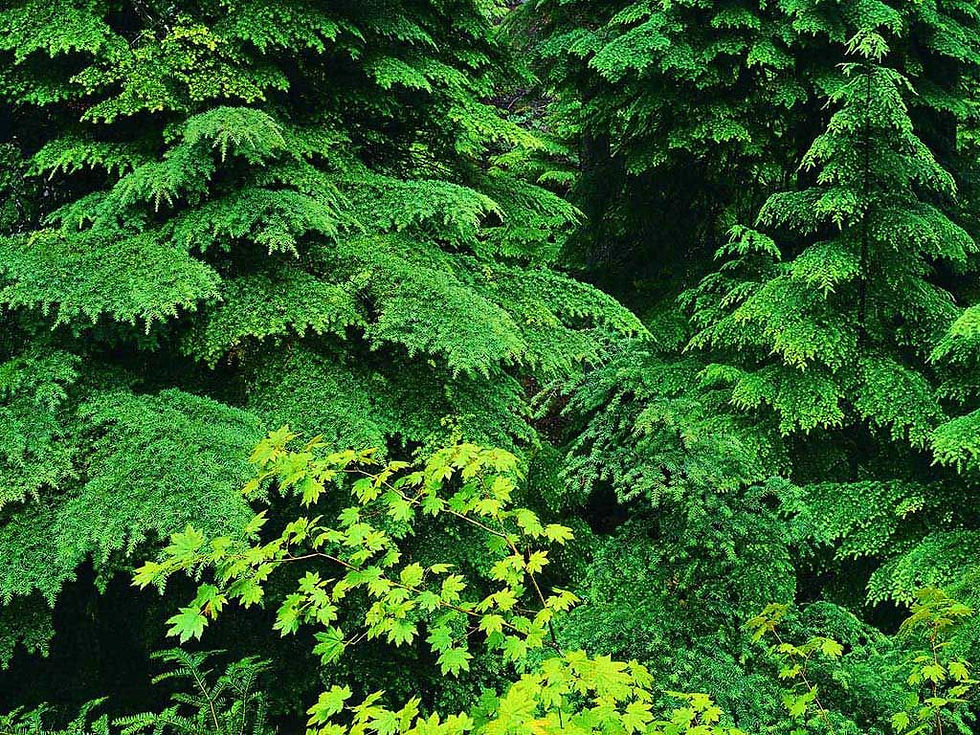 We Grow Our Own White Cedar