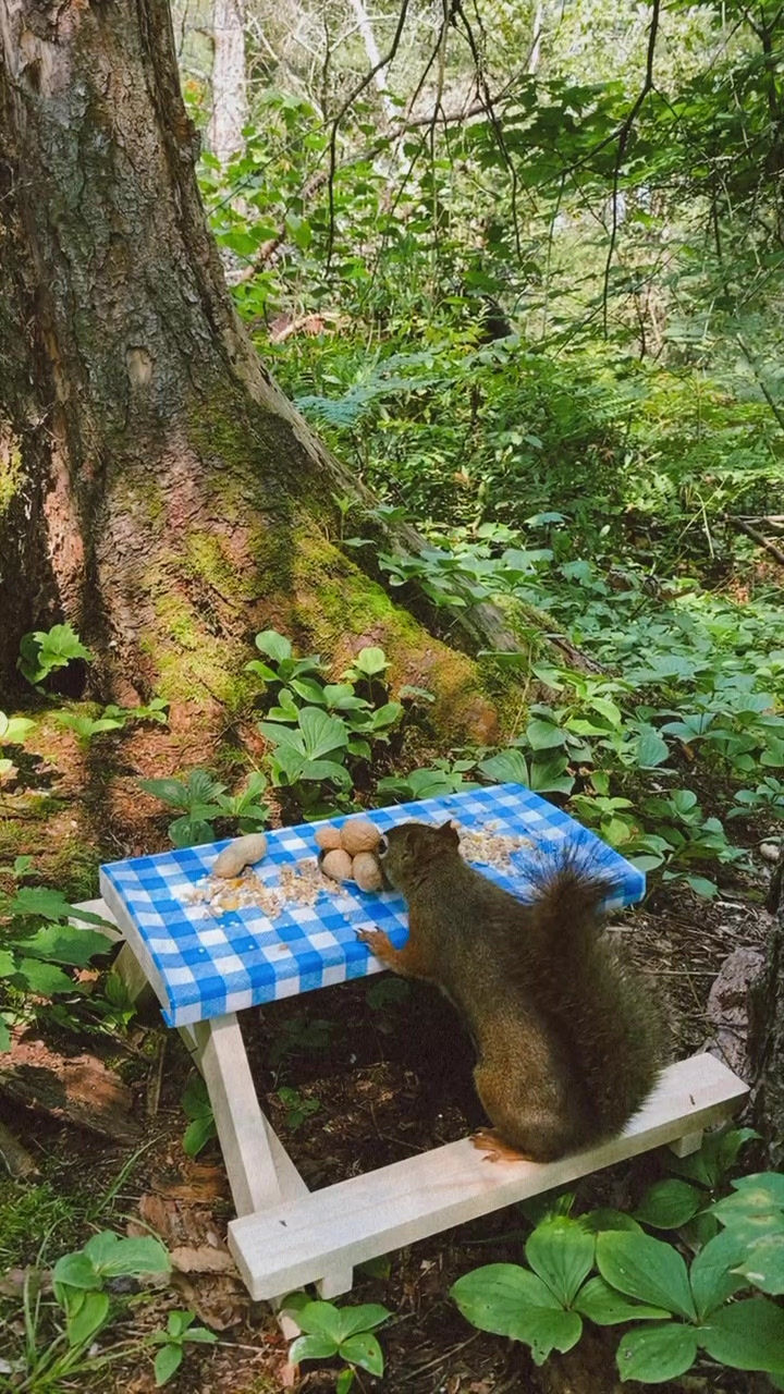 Miniature : PIC-NIC D'ÉCUREUILS - TABLE