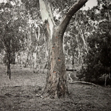 James-Tylor-2014-Un-resettling-Ladder-tree-Hand-coloured-inkjet-print-on-photorag-paper50x