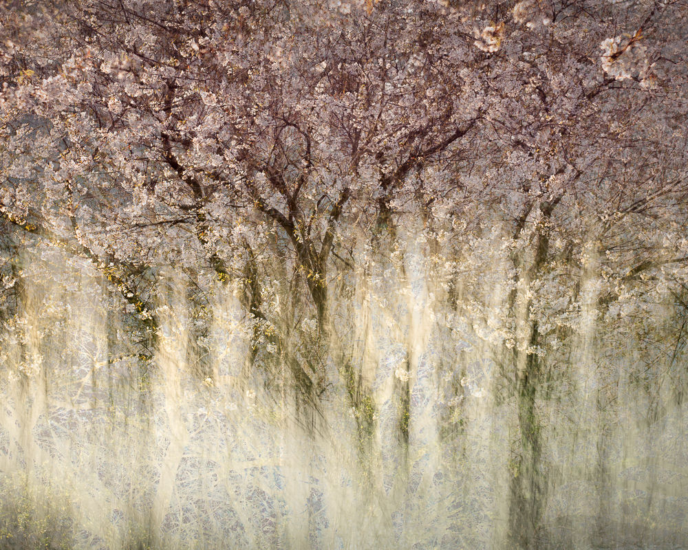 'Blossom on the Avon' - printed on Fotospeed Cotton Etching 305g paper