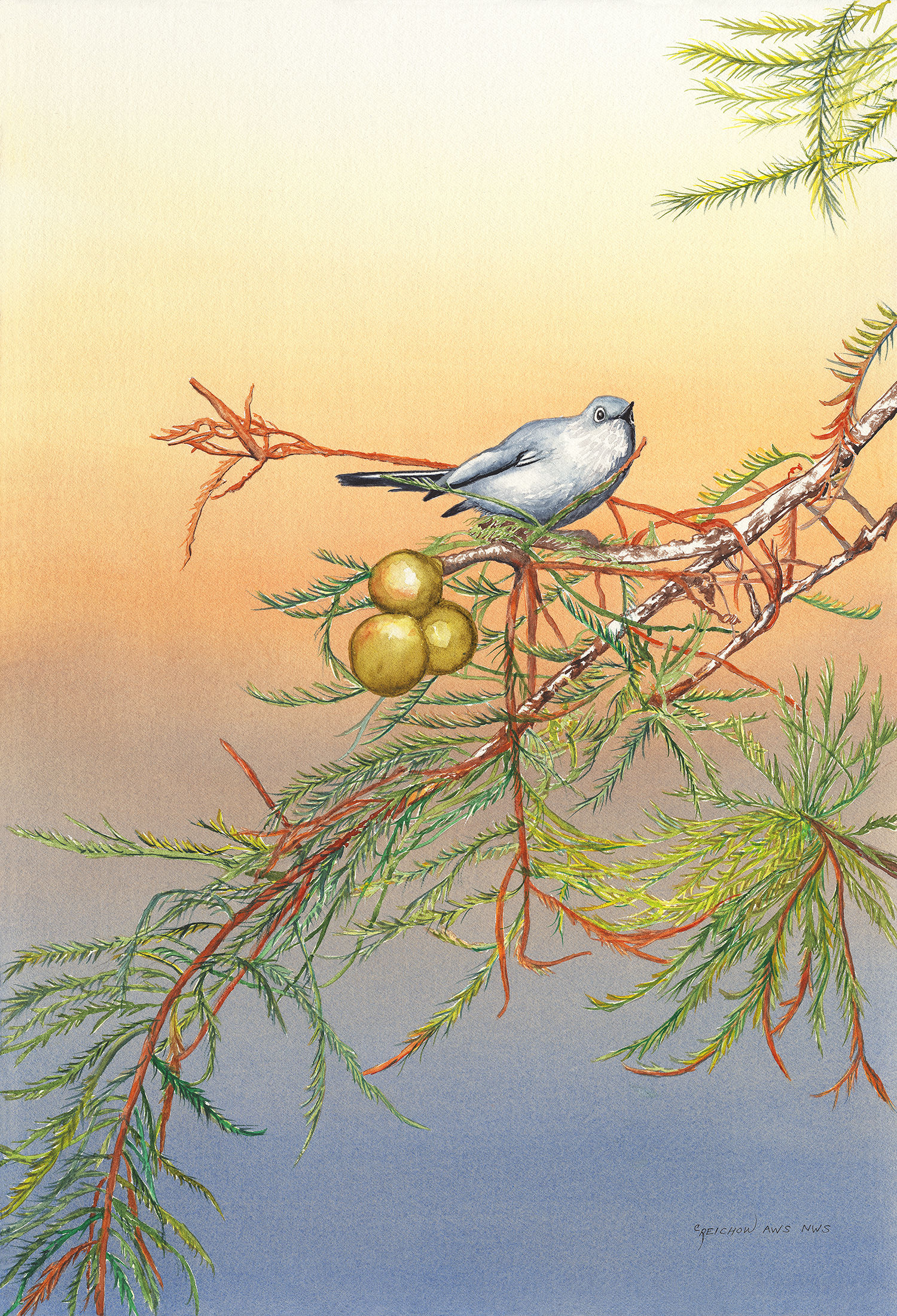 "Blue-gray Gnatcatcher" Original watercolor by Christine Reichow
