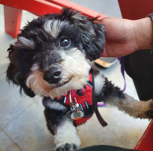 Need a workout buddy? He'll do you one better, he's our new personal trainer! 🐾