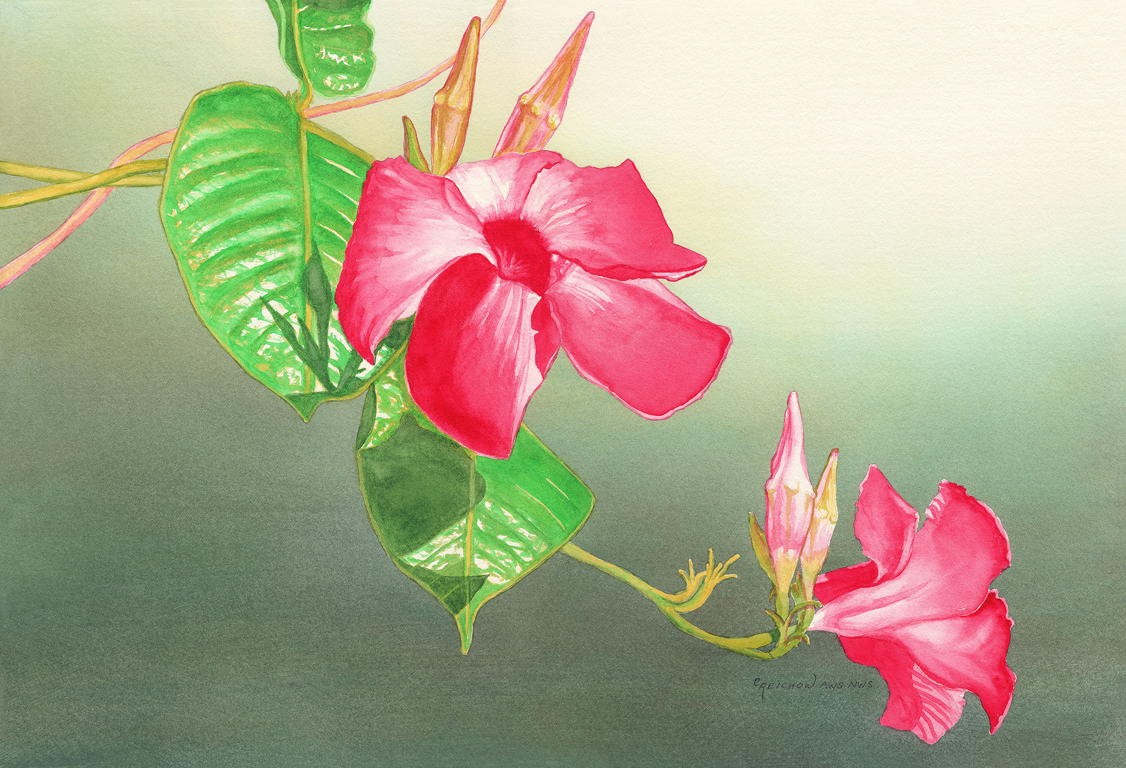 "Cascading Mandevilla" Original Watercolor painting by Christine Reichow