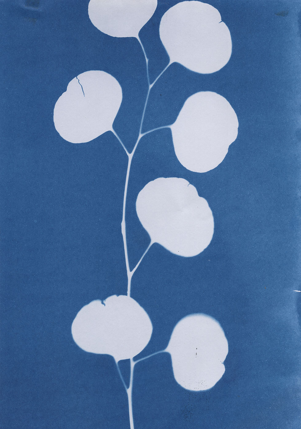Jenny Walker: Cyanotype 2