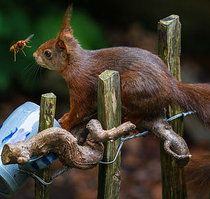 Photo 6 - Red Squirrel and European Hornet.jpg