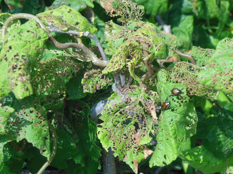 Japanese Beetle Apple tree damage