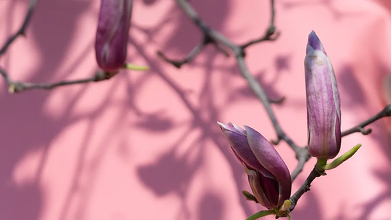 Magnolia