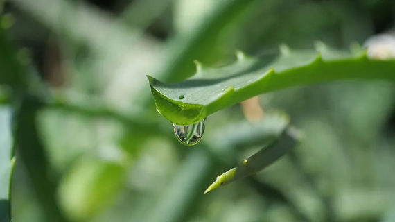 Aloe Vera
