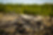 Biomass-13-scaled.jpg