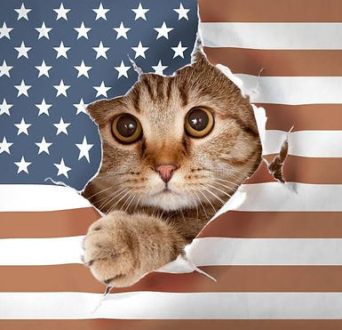 flag cat.jpg