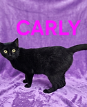 CARLY.png