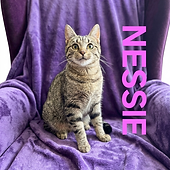 nessie ai.png