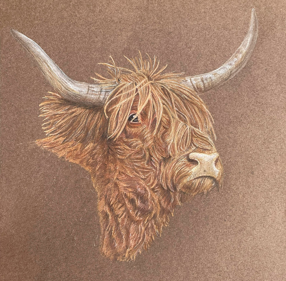 Highland Cow Colour Pencil Drawing