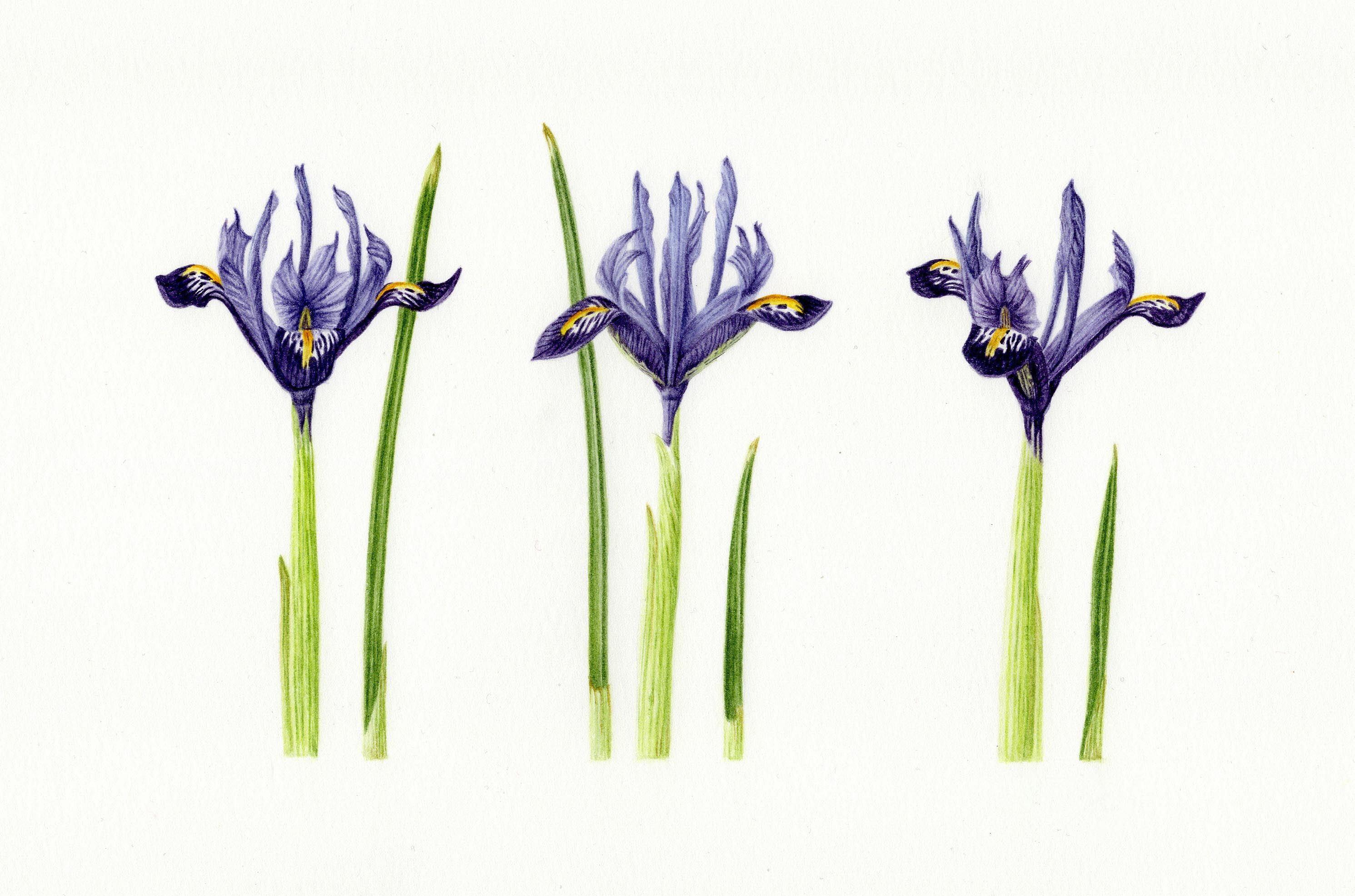 Mini Iris Trio Giclee Print