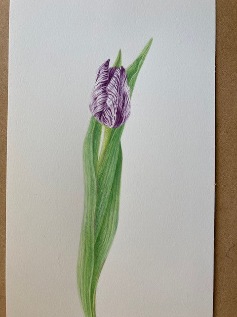 Thumbnail: Tulip Stem Watercolour Painting