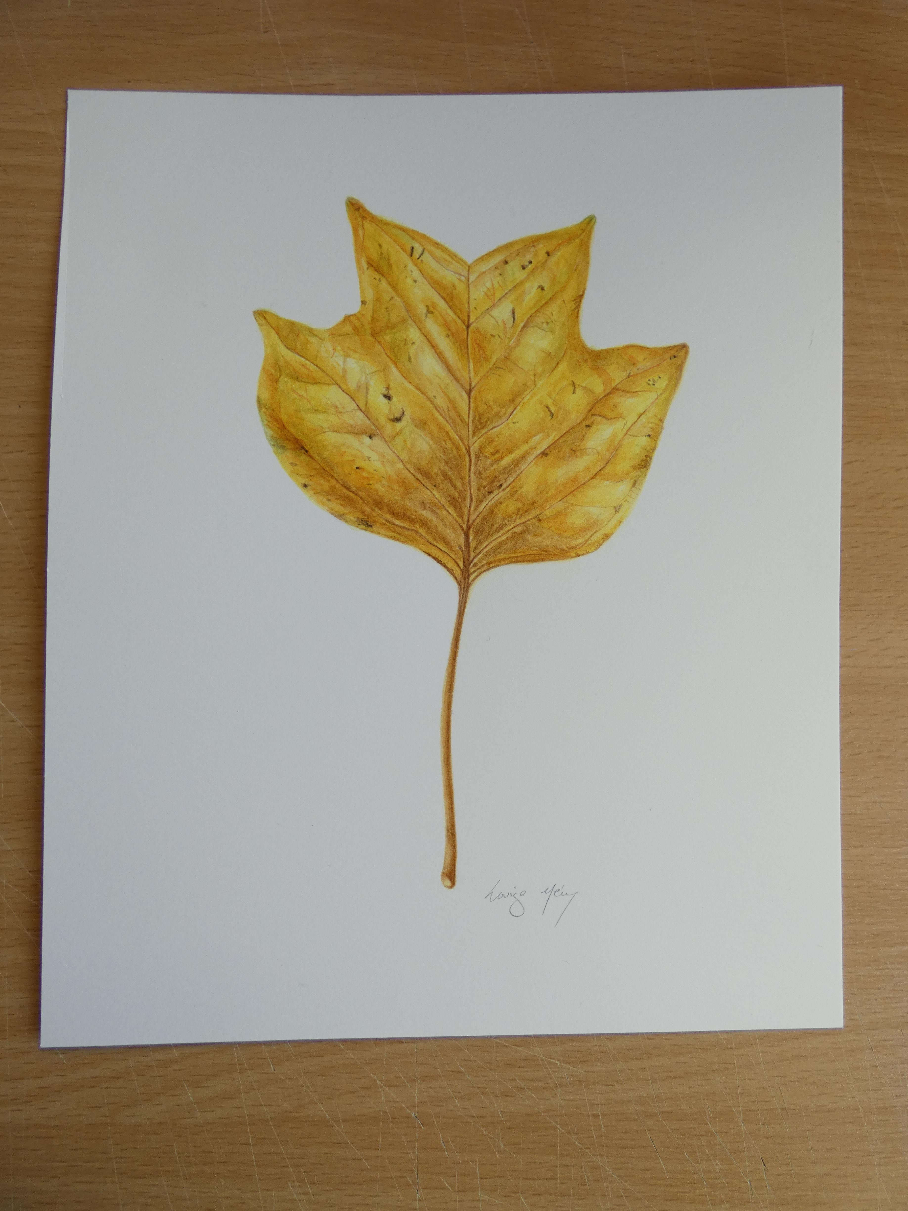 Tulip Tree Leaf Watercolour Painting
