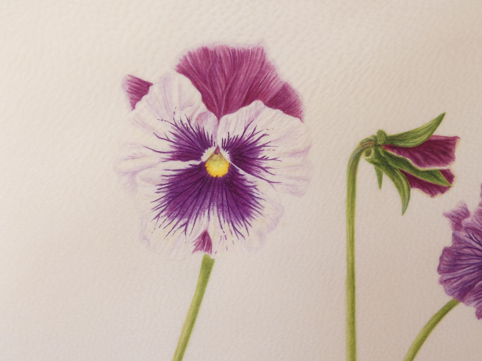 Thumbnail: Pansies Original Watercolour Painting