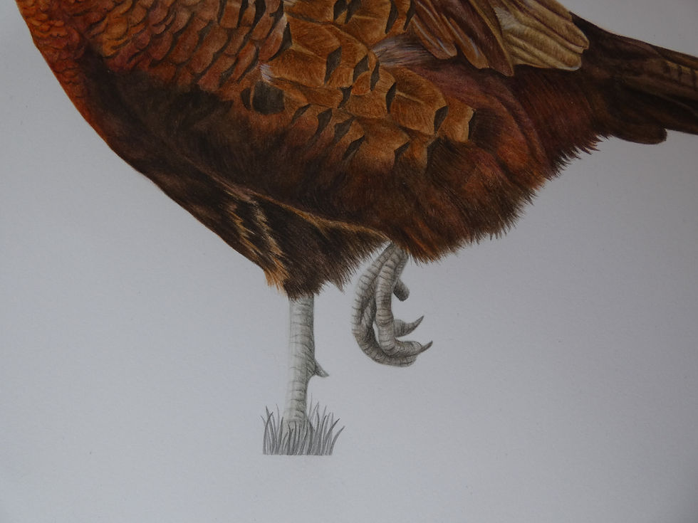 Thumbnail: Large Pheasant Watercolour Painting