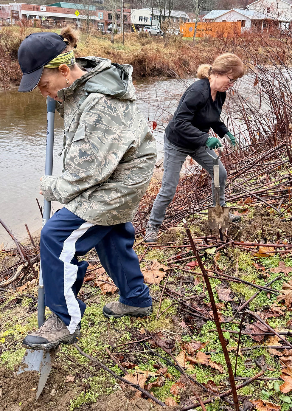 Golden Trail Planting