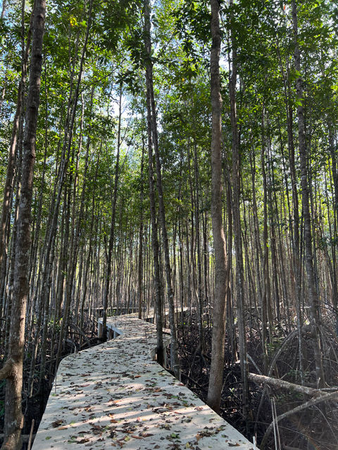 Mangrove forest walkway