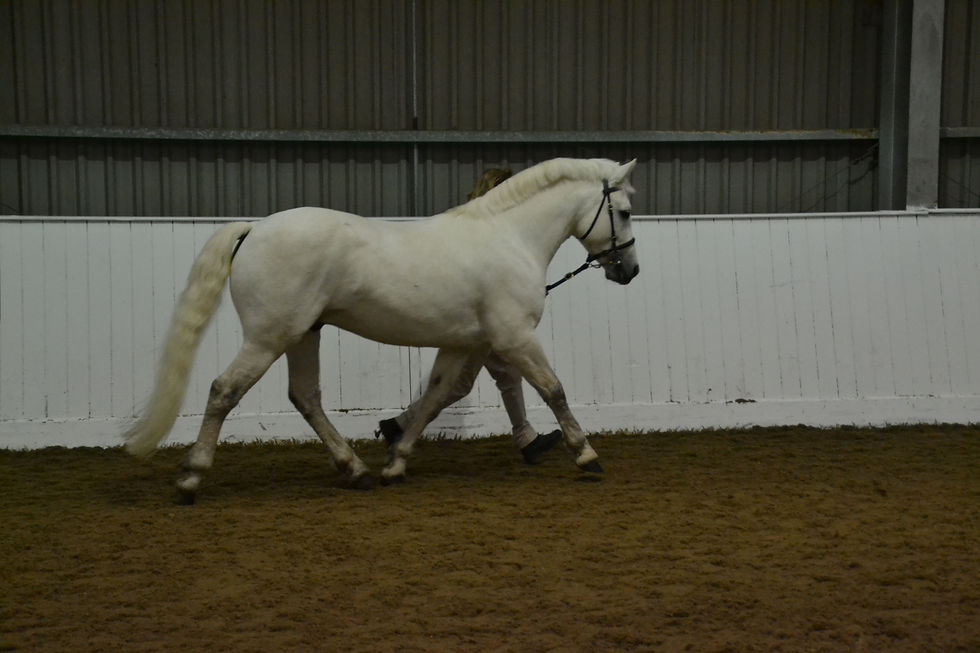 Barney Stallion Parade 2019