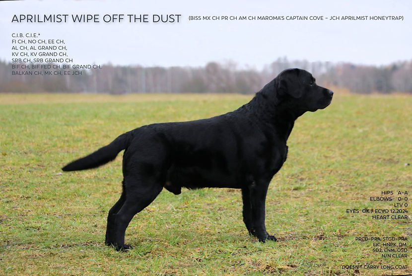 Dusty01as.jpg
