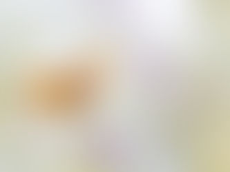 Die Makroobjektive von SIGMA - Ein Test