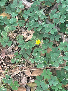 S__45260841_0.jpg
