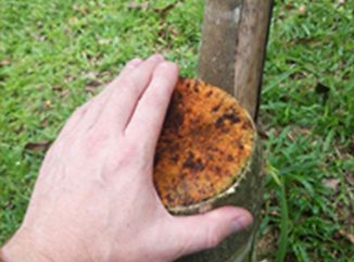 graft2.jpg