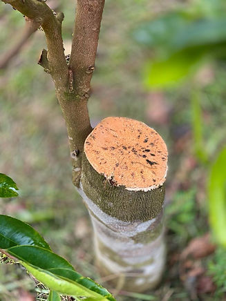 Agar inside Graftulated Sinensis.jpg