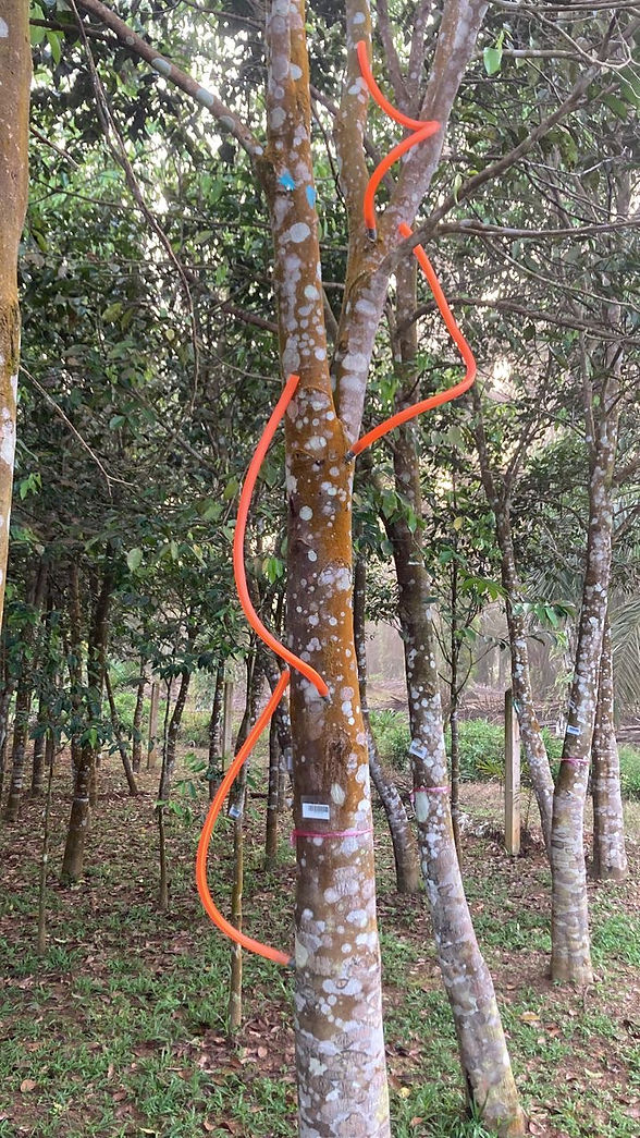 Inoculation 1.jpg
