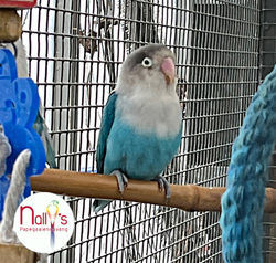 agapornis Kiki