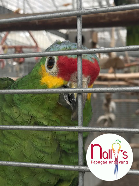 Geelwang amazone Marco