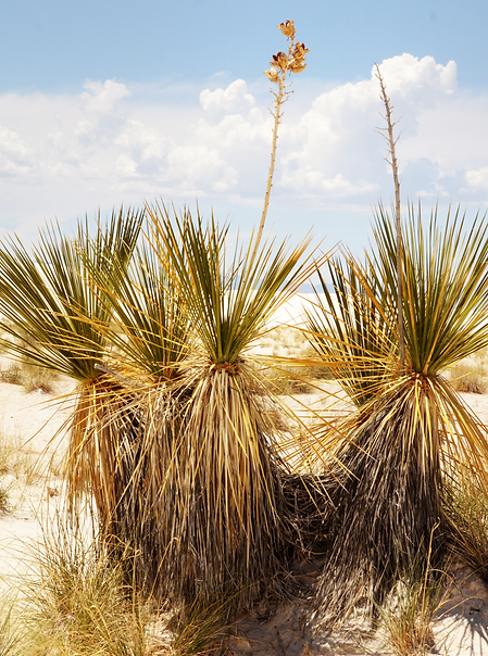 Rubí Morfín desierto (2).png