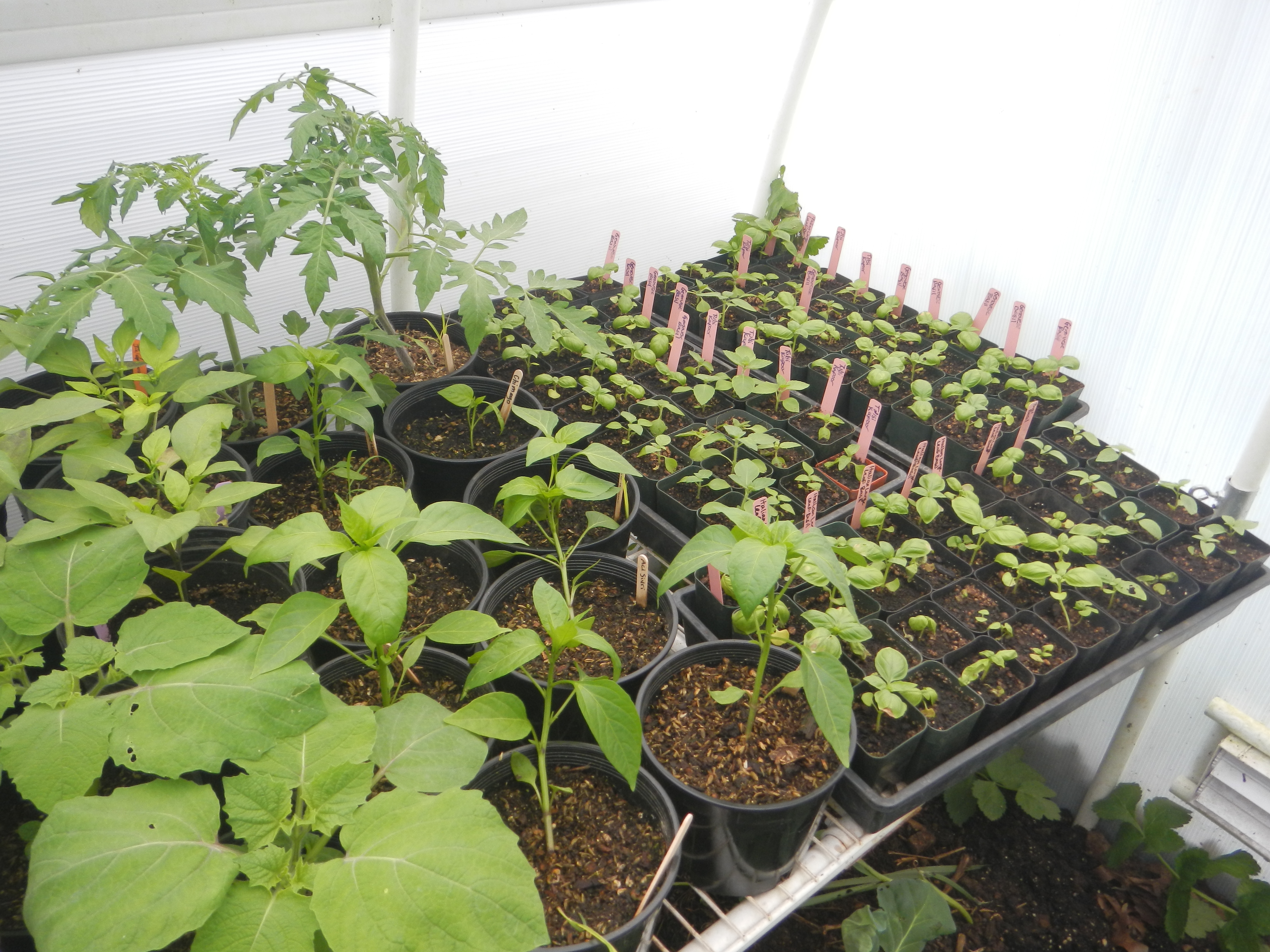 Plant Sale!