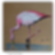Pink Flamingo