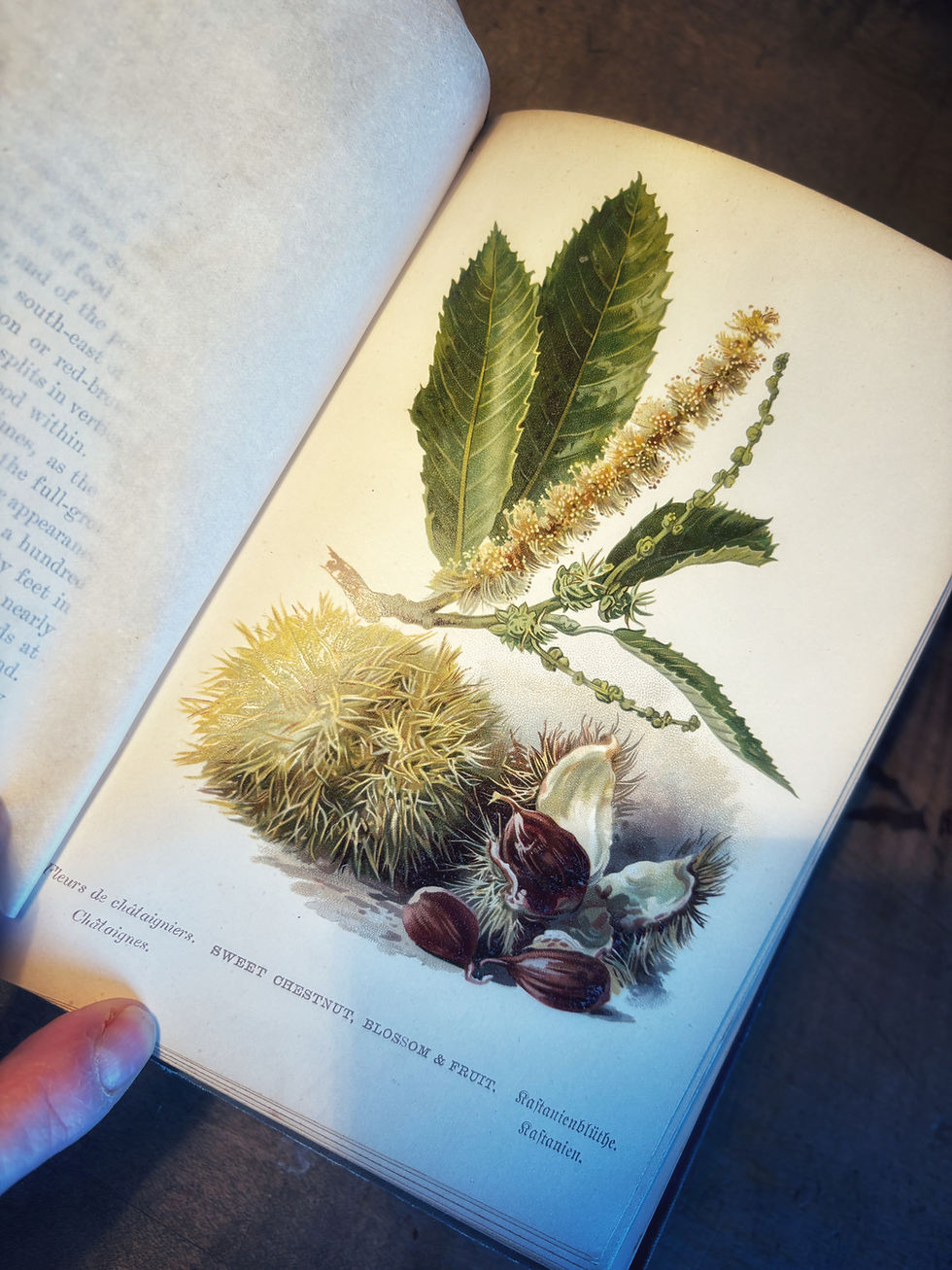 Thumbnail: Familiar Trees . Two Victorian Hardbacks 